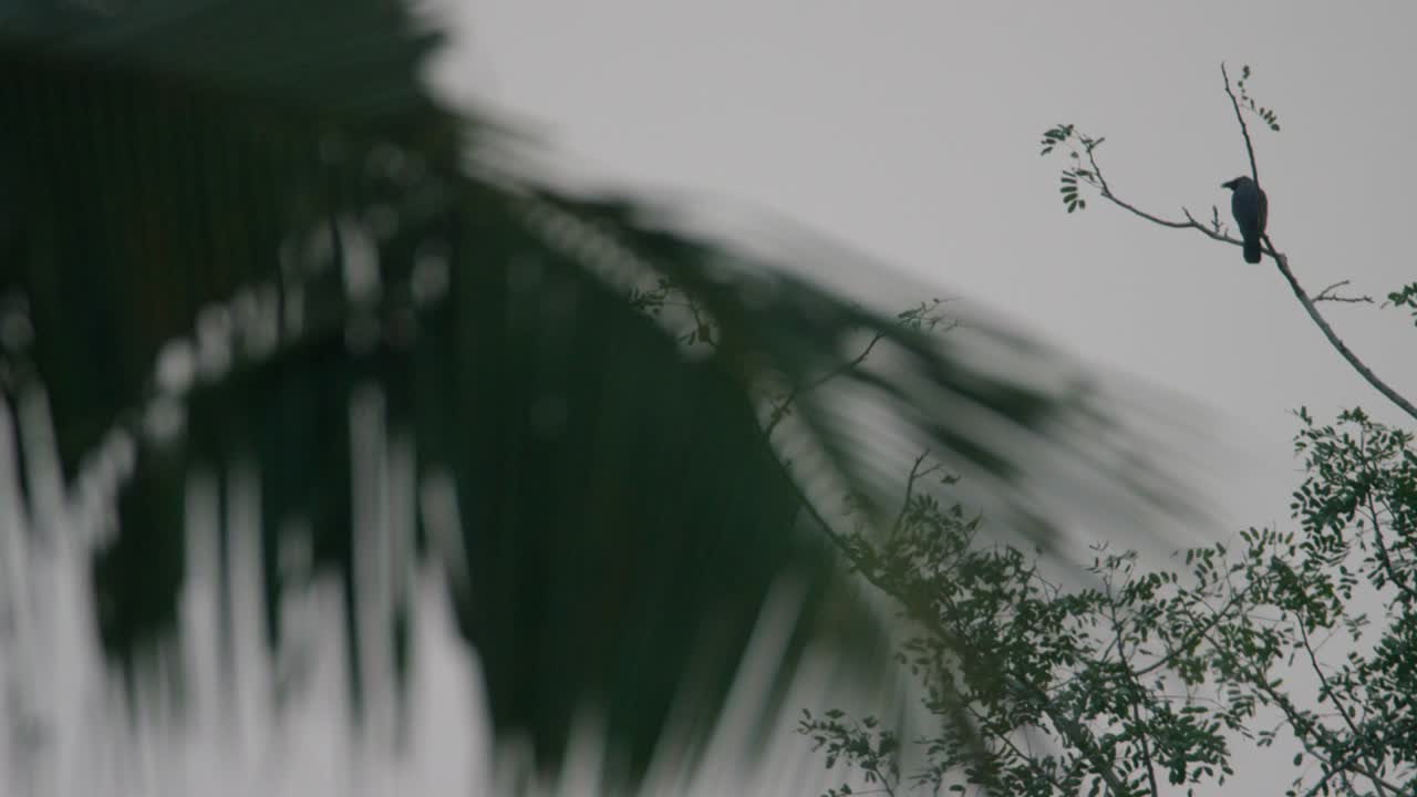 나뭇가지에 새 한 마리와 틀에 손바닥