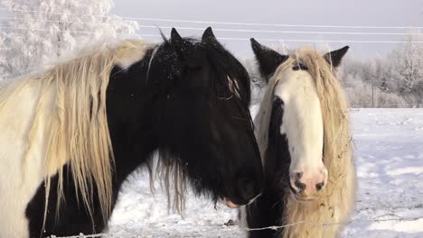 Pferde-Im-Winter-Auf-Der-Koppel