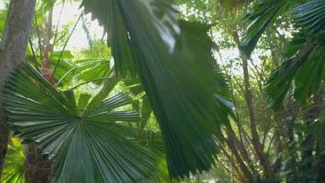 Tracking-Through-Palm-Leaves