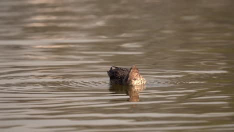 A-northern-pintail-swimming-in-a-lake-in-the-early-morning-light