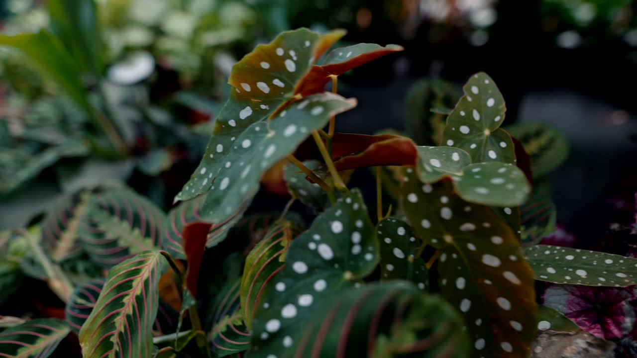 A variety of indoor plants