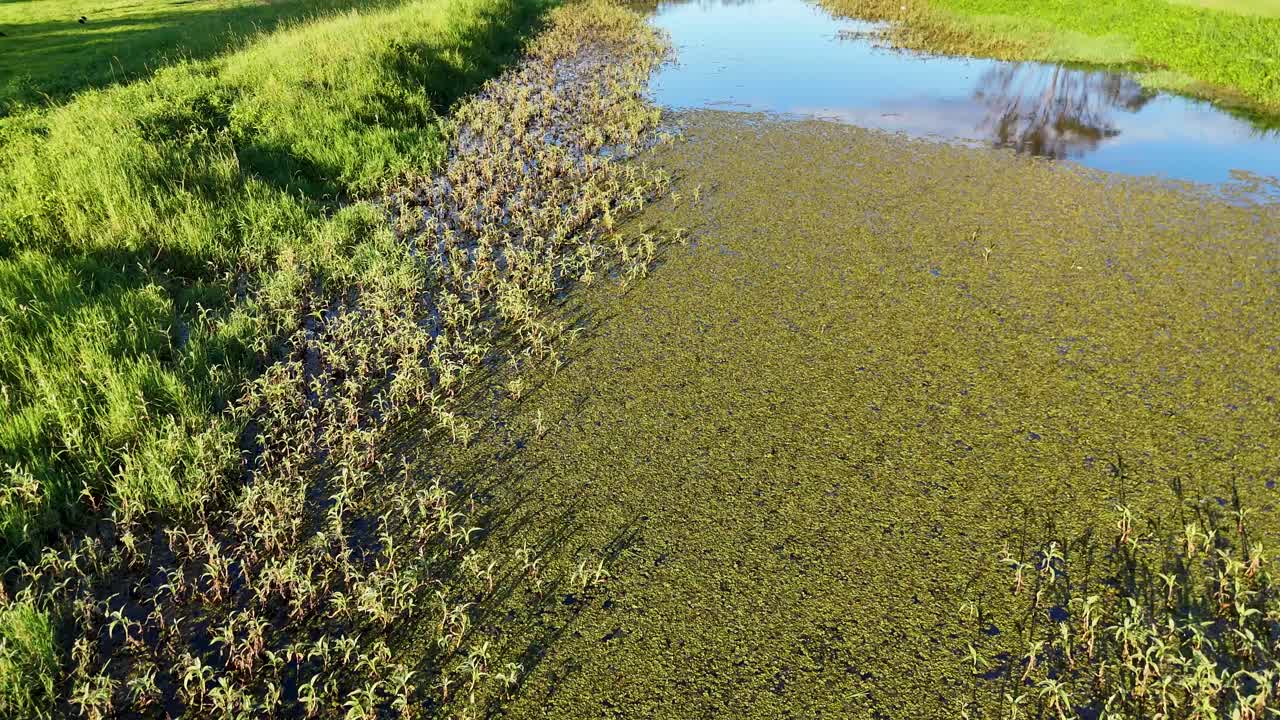 Aerial view of pond, reeds, and grass