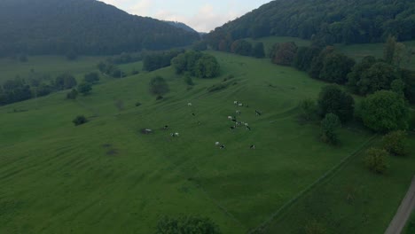 Kuhherde-Weidet-Auf-Grüner-Weide-Mit-Teckberg-Im-Hintergrund,-Antenne