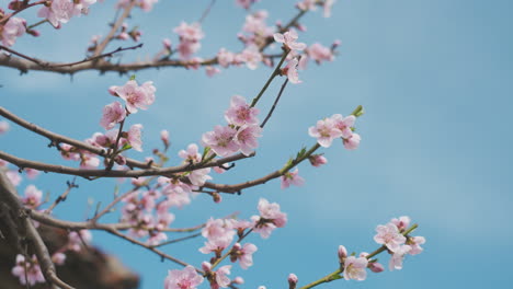 pink peach blossoms against a blue sky