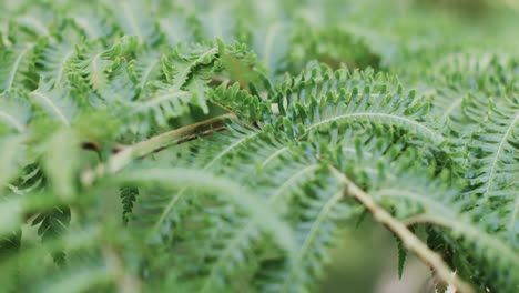 close up of green thick leaves of fern in slow motion