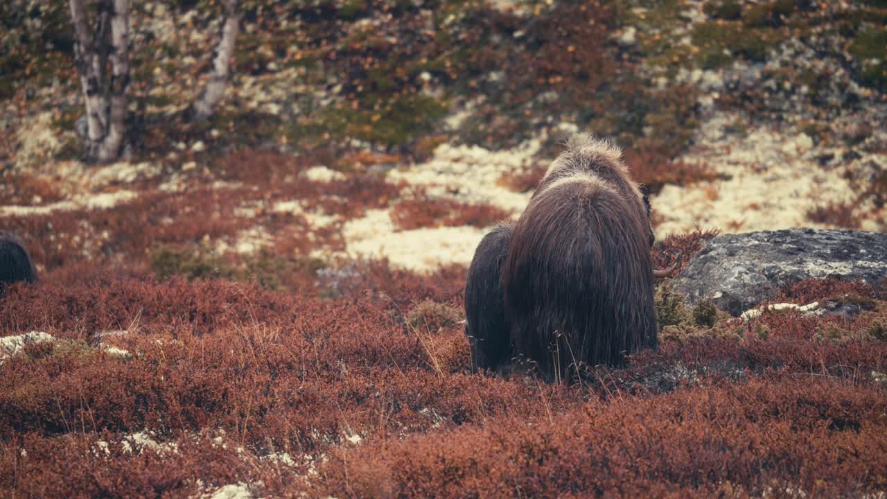 bueyes almizcleros comiendo en la tundra durante el otoño en dovrefjell, noruega - ancho