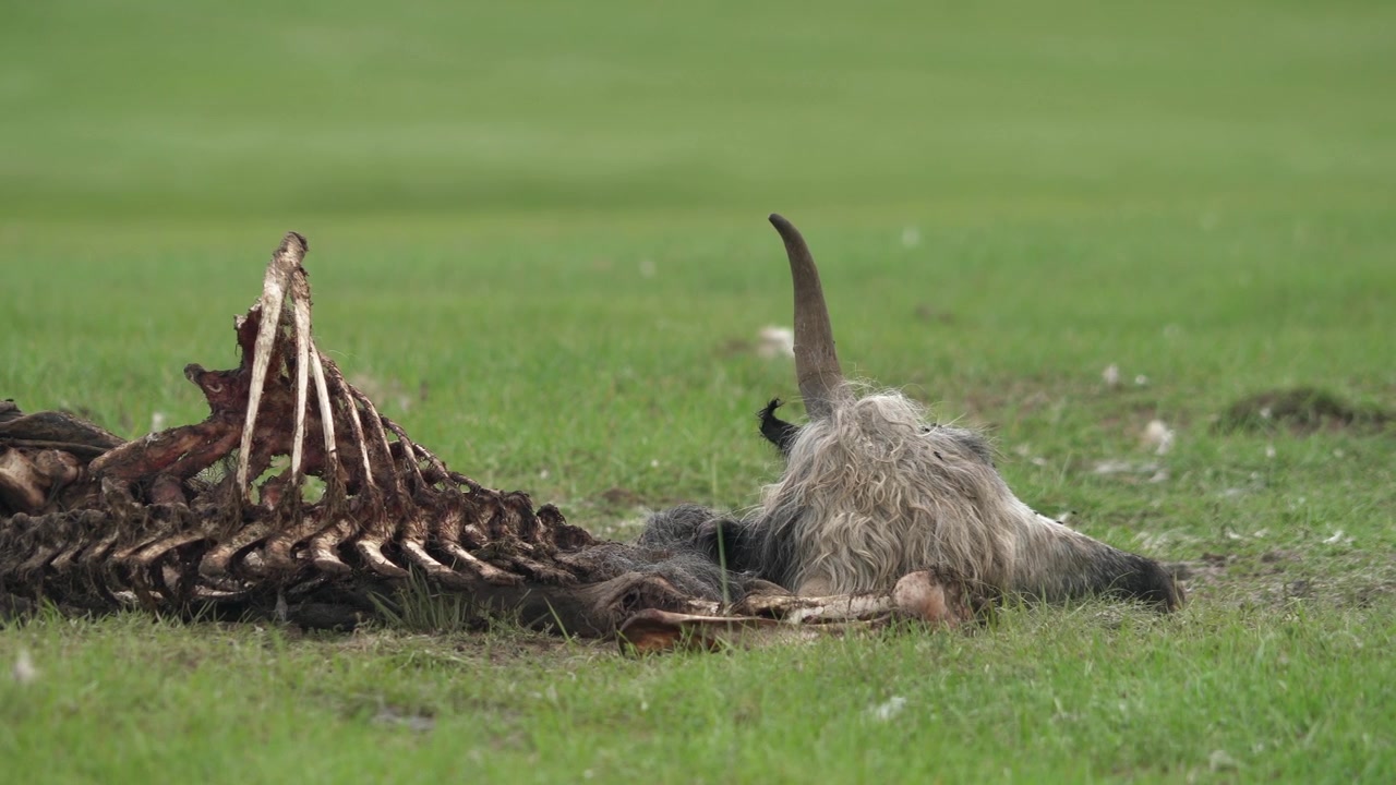 Tierkadaver liegt auf einem grünen Feld