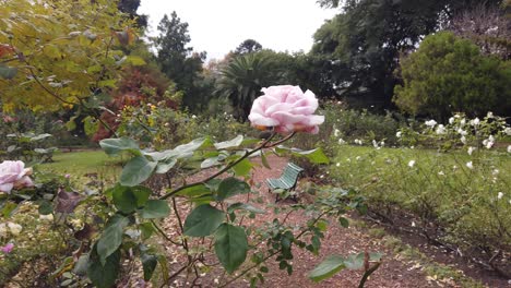 Closeup-shot-at-pink-roses-with-urban-park-greenery-background,-autumn-landscape