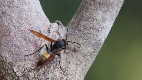 Lesser-Banded-Hornet,-Vespa-affinis