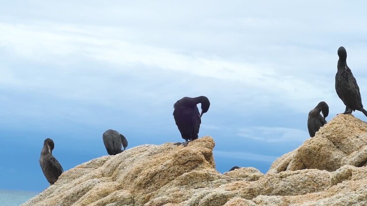 Gruppo di cormorani sulle rocce che si puliscono le piume con un bel cielo azzurro sullo sfondo.