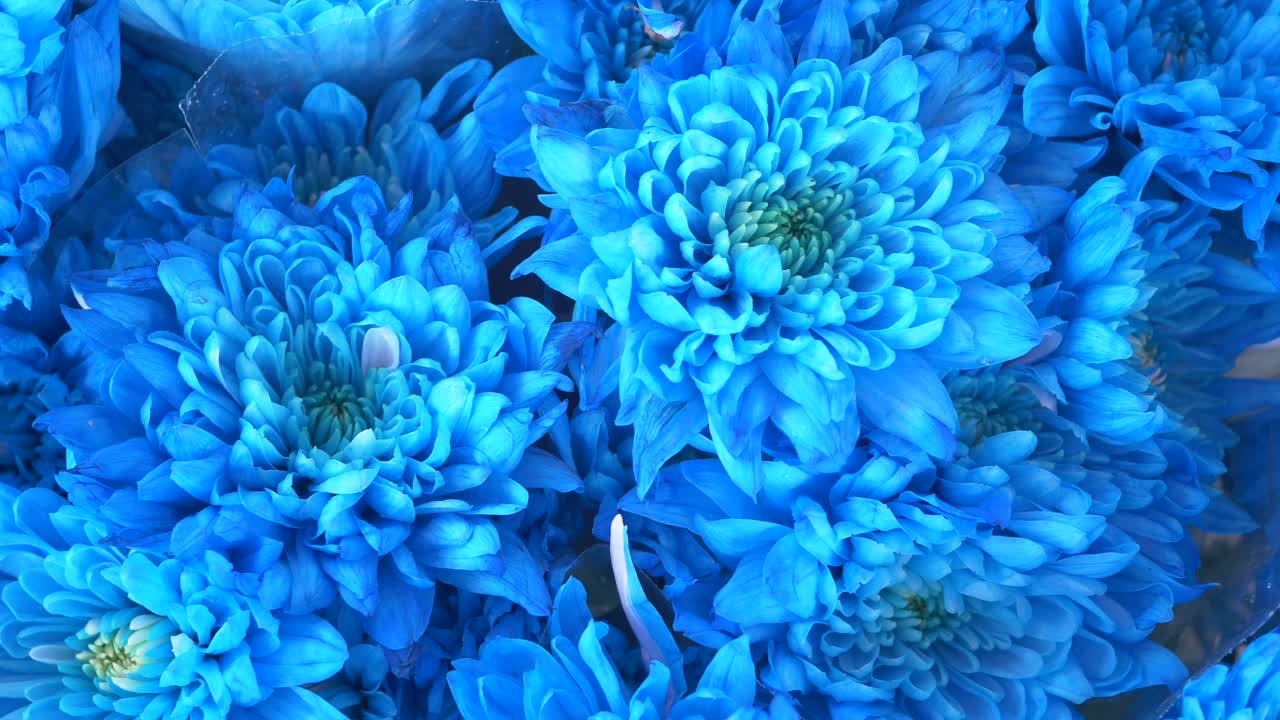 Close-up of a bouquet of vibrant blue chrysanthemums