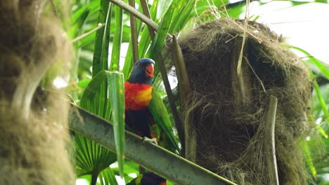 spectacular-tremendous-looking-parrot-with-incredible-colours-over-the-body-relaxing-in-his-are-in-between-trees-slow-motion-funny-clip-crazy-voice-over-possibilities-and-more-cloudy-weather