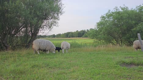 Schafe-Grasen-Im-Offenen-Raum