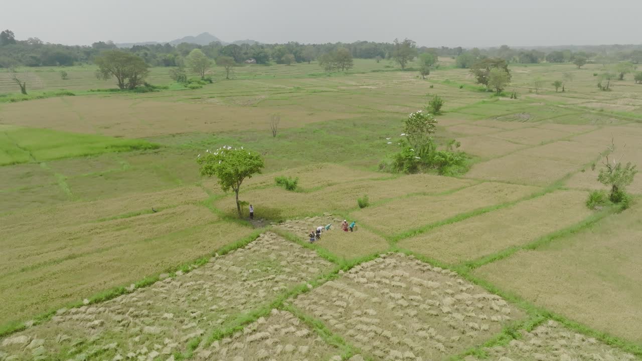 Sekelompok petani sedang bekerja di lahan pertanian hijau yang indah, selama musim panen padi di Sri Lanka.