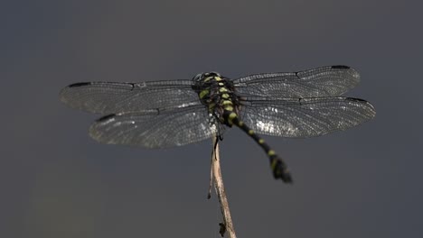 the common flangetail dragonfly is commonly seen in thailand and asia