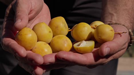 man offers barhi dates after ramadan