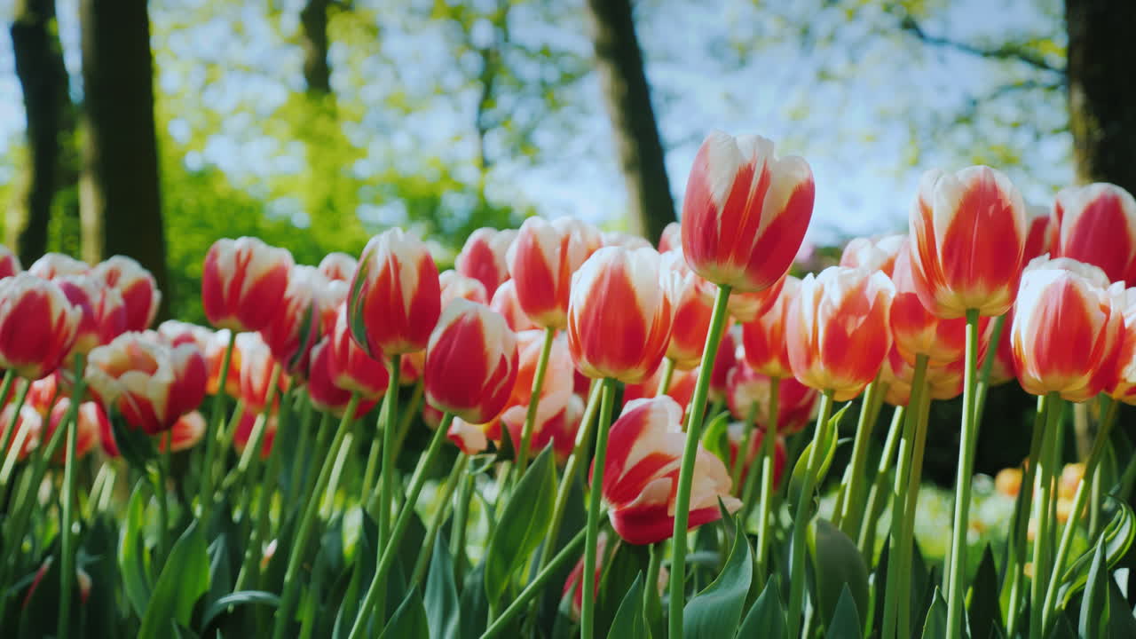 красные и белые тюльпаны