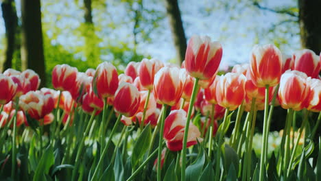 tulipanes rojos y blancos