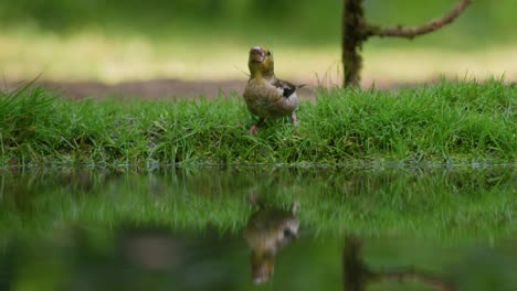 low close static shot of a finch standing on the edge of a mirror flat pond with a beautiful reflection drinking water, slow motion