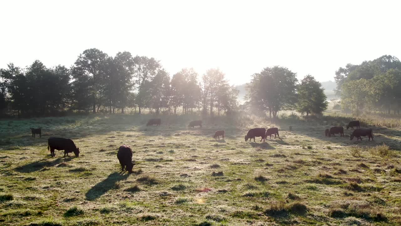 Ripresa aerea da camion di una mandria di bovini neri da latte e da carne che pascola in un prato verde coperto di rugiada, produzione di carne e latte, industria agricola, tema animale rurale.