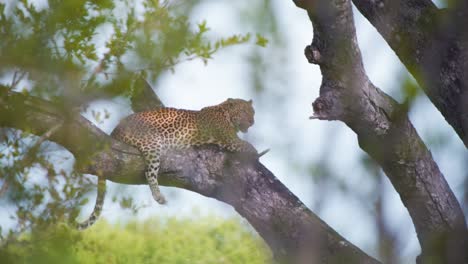 Spotted-African-leopard-lying-and-panting-on-tree-branch-in-savanna