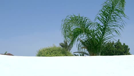 A-green-ornamental-palm-behind-a-white-wall-being-moved-by-a-mild-wind