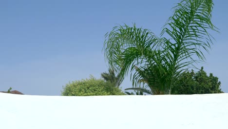 a green ornamental palm behind a white wall being moved by a mild wind