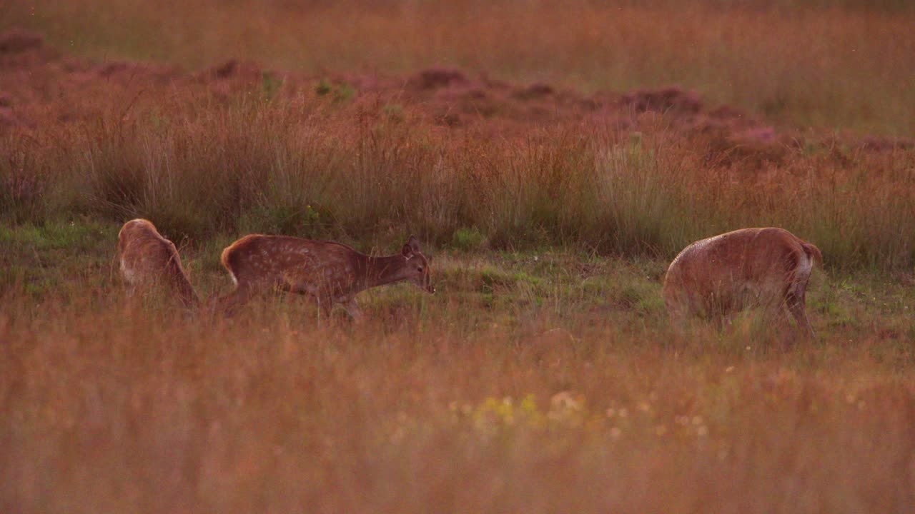 Playful red deer hinds wallowing in meadow in early morning, Hoge Veluwe
