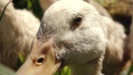 a close up shot of a duck's head, capturing its detailed features and vibrant orange beak