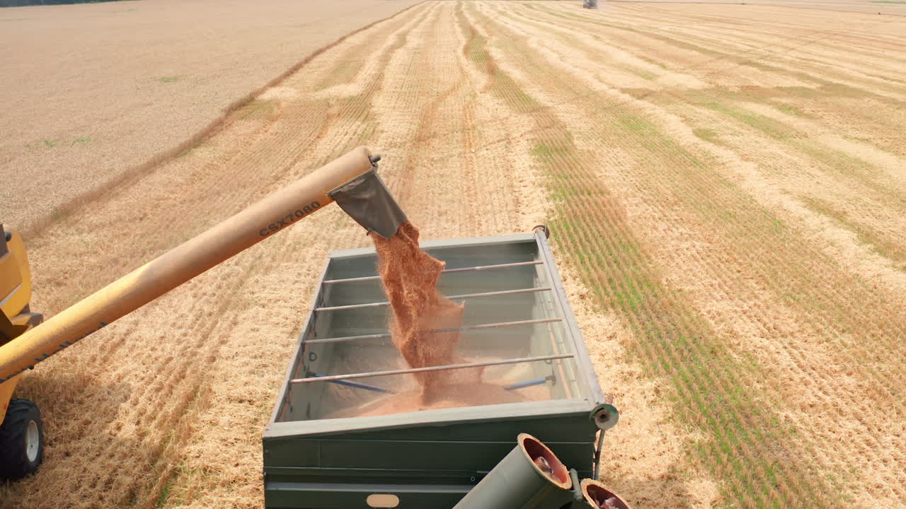 Ripe grain being downloaded into the tractor from a combine pipe. Dry farmland with working machines at backdrop.