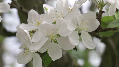 árbol de manzana en flor en el viento