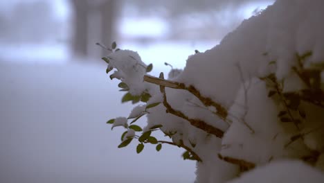 Nieve-Cayendo-Y-Rebotando-En-Un-Arbusto