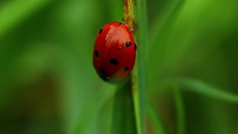 video macro de una mariquita roja