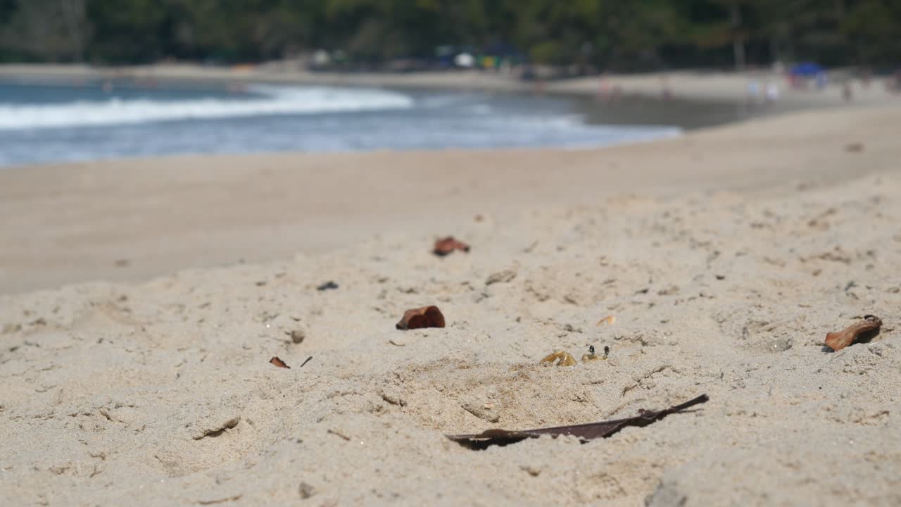 Funny crab on beach digging hole for protection