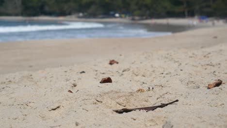 funny crab on beach digging hole for protection