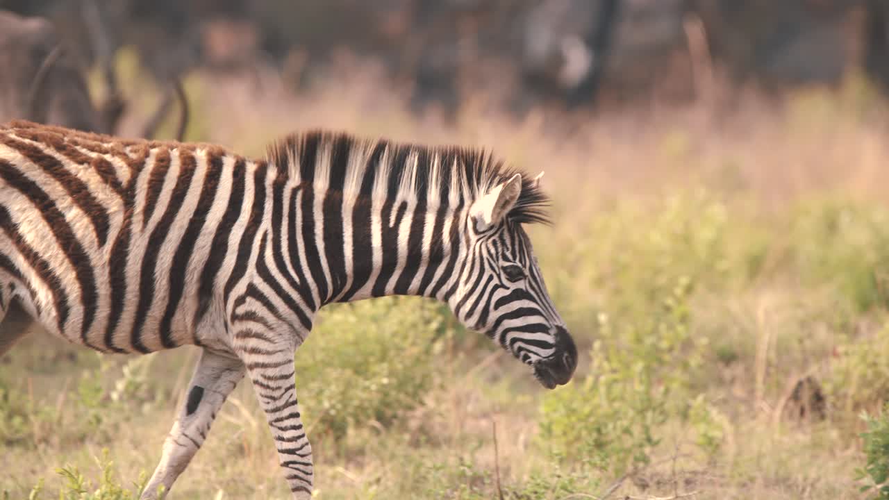 Zebra che cammina nella savana africana, antilope cobo sullo sfondo