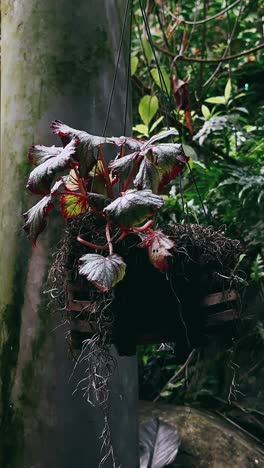 hanging begonia plants in a greenhouse