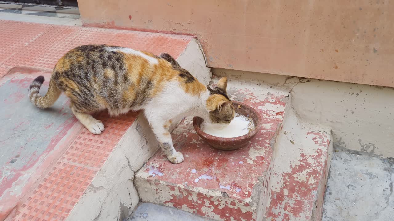 거친 계단에 놓인 테라코타 컵 안에서 우유를 마시는 고양이
