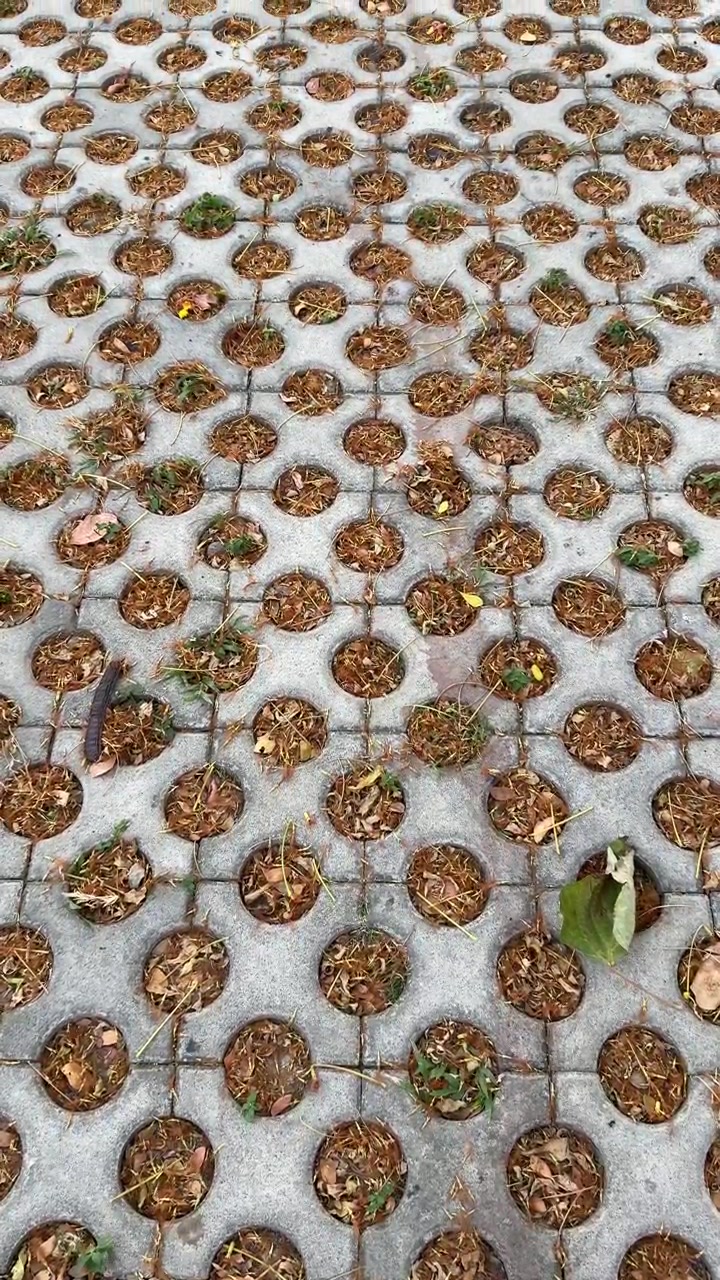 Concrete Permeable Pavers with Grass and Fallen Leaves