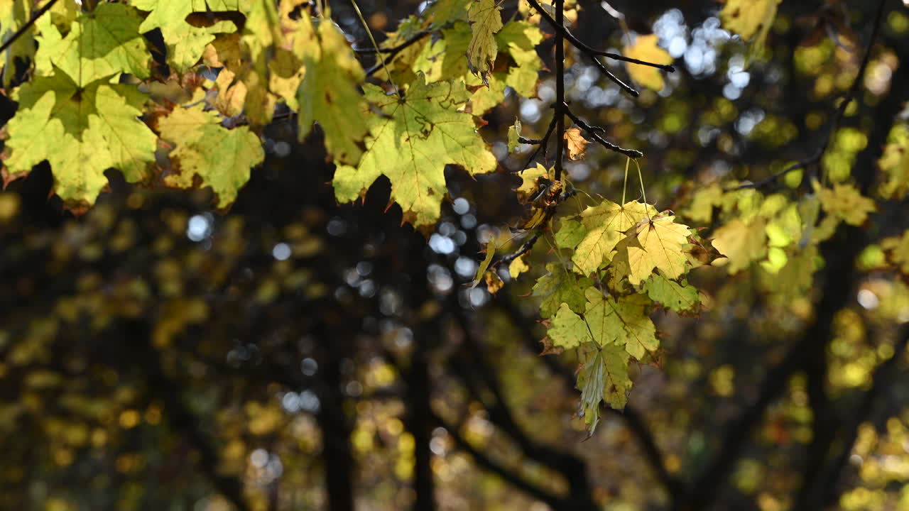 Sunlit Autumn Maple Leaves with Dark Bokeh Background