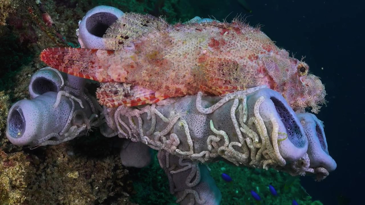 Una splendida vista macro ravvicinata che cattura un pesce scorpione frangiato altamente mimetizzato, immobile su una vivace barriera corallina di spugne marine.