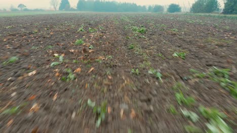 Campo-De-Calabaza-Después-De-La-Cosecha-En-La-Mañana-Nublada-De-Otoño-En-Europa-Central