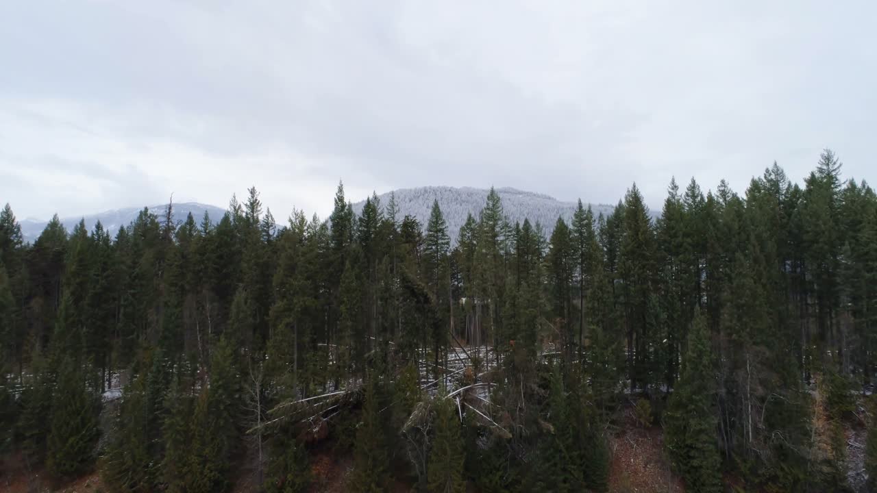 pinos con vistas a las cadenas montañosas 4k