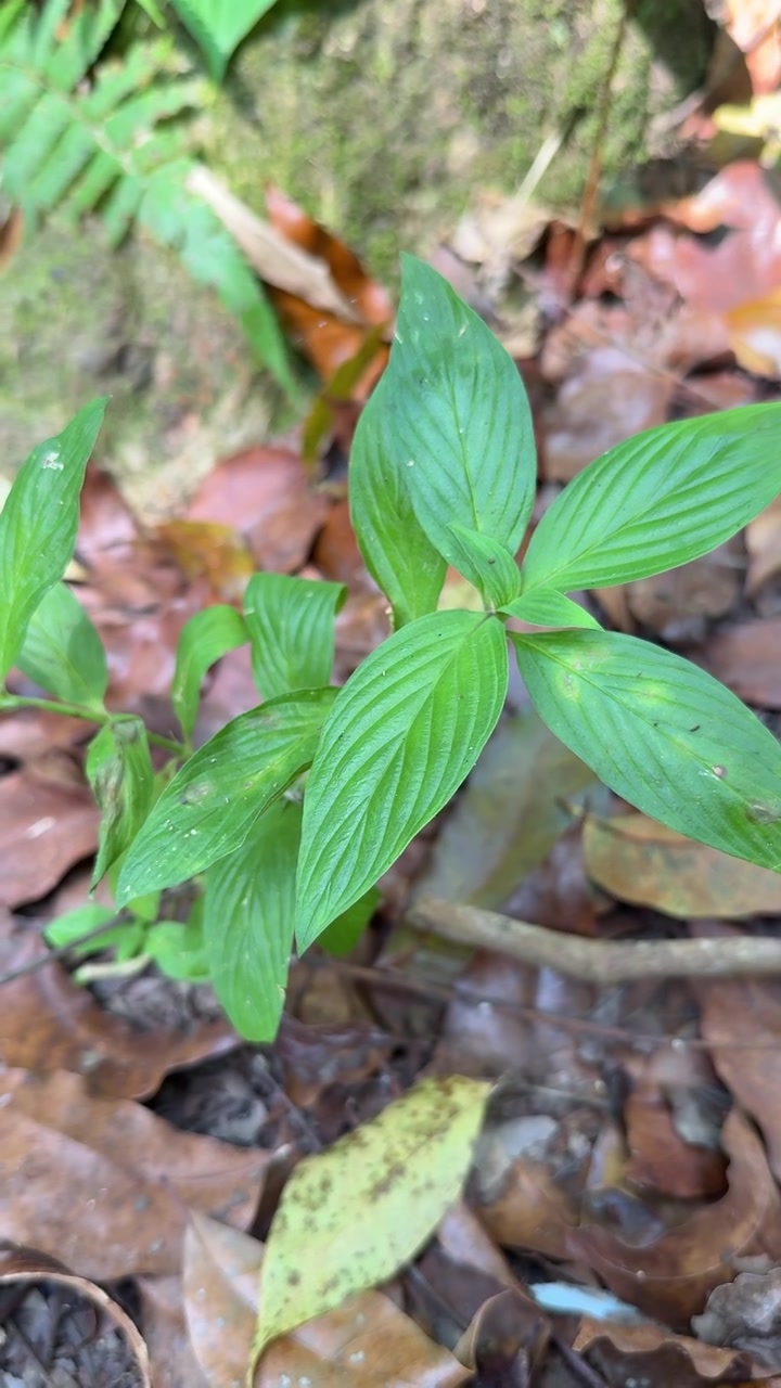 Piccola pianta verde che cresce nel sottobosco