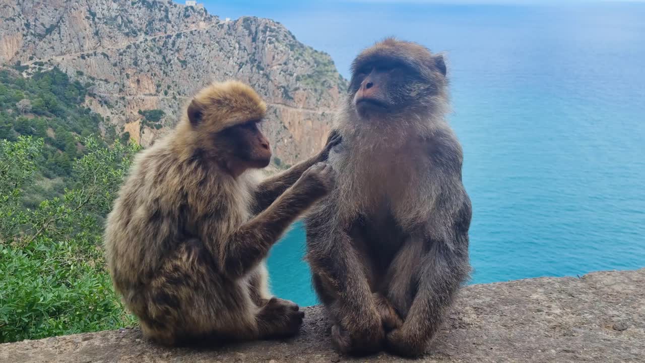 Male and female monkey grooming each other gently on stone wall in front of mediterraean sea and cliffs near Bejaia Algeria on a sunny spring day