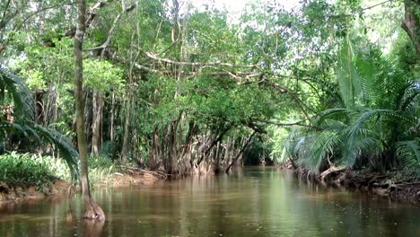 Crucero-Lento-A-Través-De-Los-Misteriosos-Bosques-De-Manglares-De-Tailandia