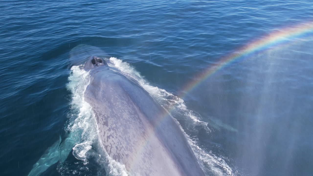 increíble chorro de arco iris de una ballena azul buceando con una vista de cerca de la platija cuando entra en el pacífico