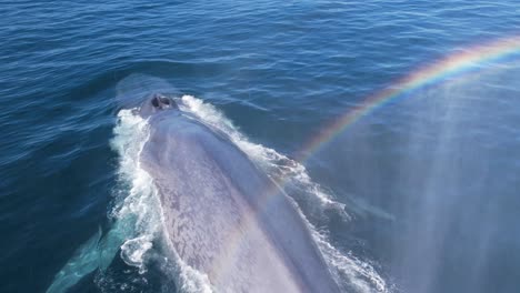 Increíble-Chorro-De-Arco-Iris-De-Una-Ballena-Azul-Buceando-Con-Una-Vista-De-Cerca-De-La-Platija-Cuando-Entra-En-El-Pacífico