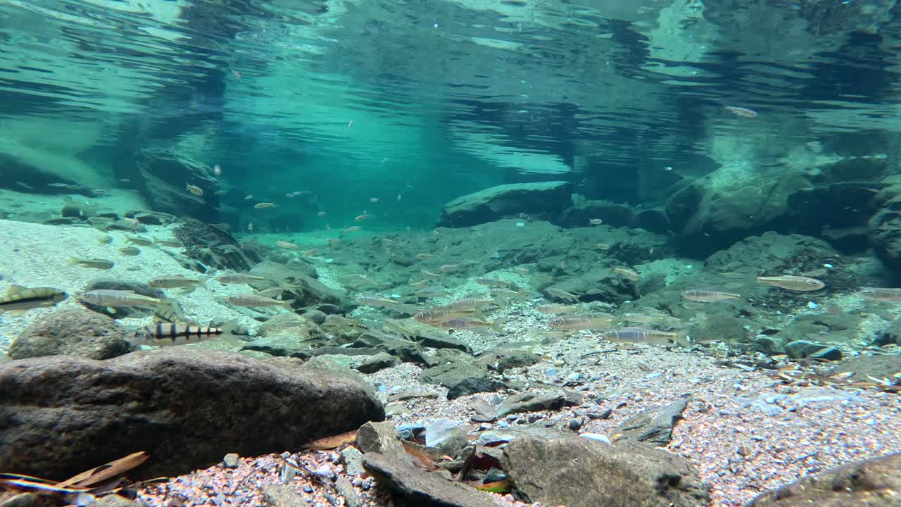 A clear stream in the valley, with a group of small fish swimming freely downstream. The beautiful ecological environment is ，Small fish in the river water