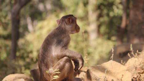 bonnet macaque - macaca radiata or zati hungry sitting on rock and eating banana